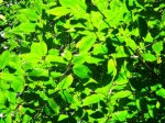 DSCF1474