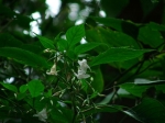 DSCF1488