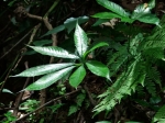 DSCF1493