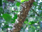 DSCF1494