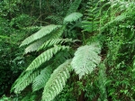 DSCF1502