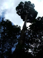 DSCF1524