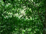 DSCF1621