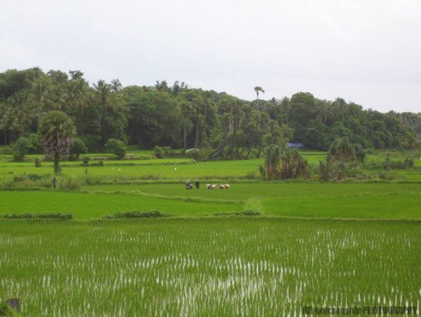 ambattuparambu220704-012
