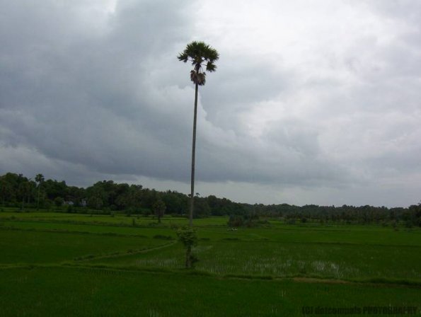 ambattuparambu220704-025