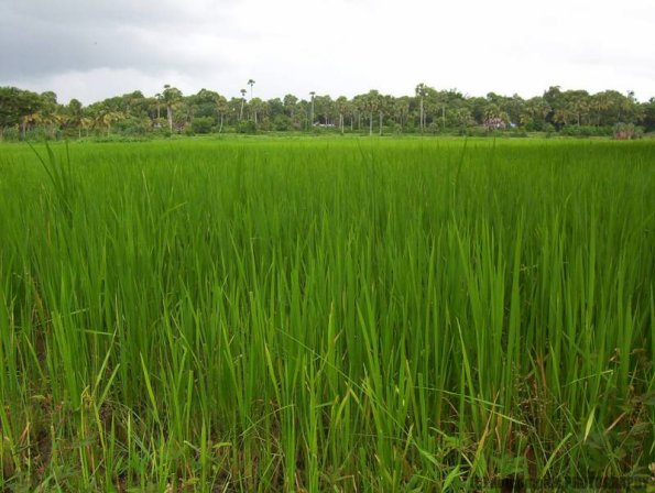 ambattuparambu220704-044