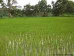 ambattuparambu220704-039