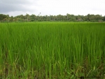 ambattuparambu220704-044