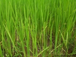 ambattuparambu220704-045
