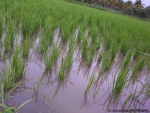 ambattuparambu220704-057
