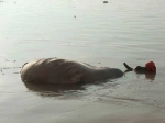 image008