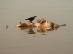 image009