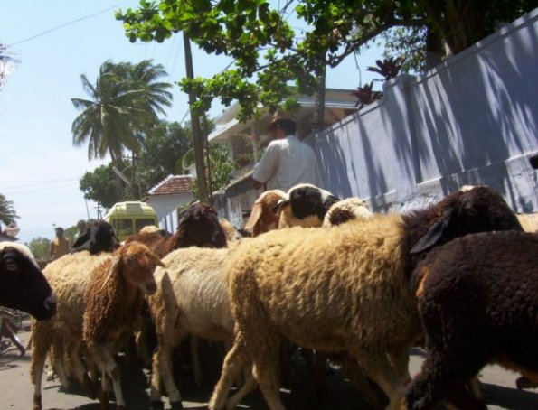 seelabhathy066