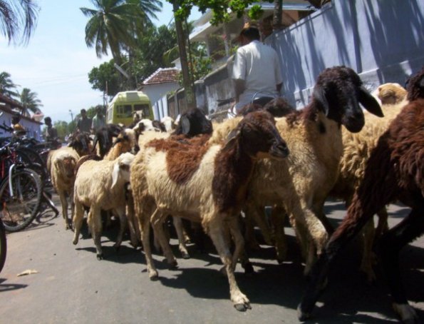 seelabhathy067