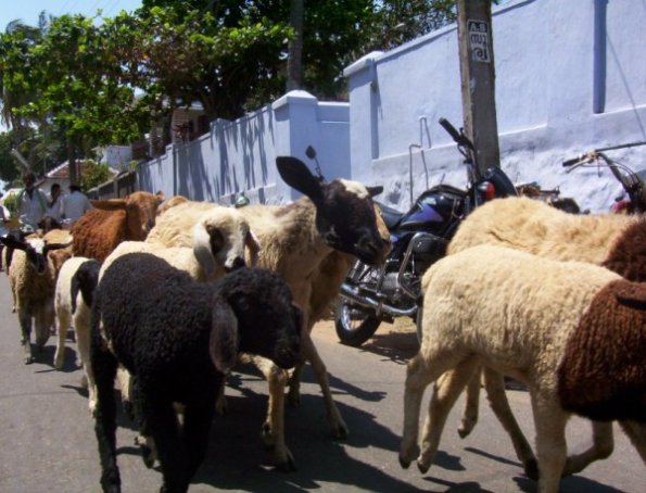 seelabhathy068