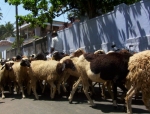 seelabhathy065