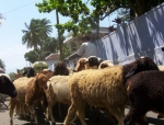 seelabhathy066